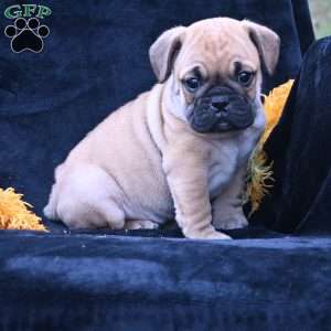 Buddy, Miniature Bulldog Puppy